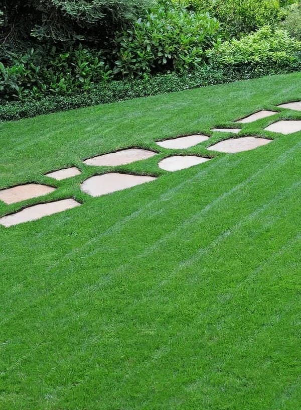 A freshly mowed, lush green lawn with visible mowing stripes and a winding flagstone stepping-stone path set into the turf, bordered by healthy shrubs and groundcover