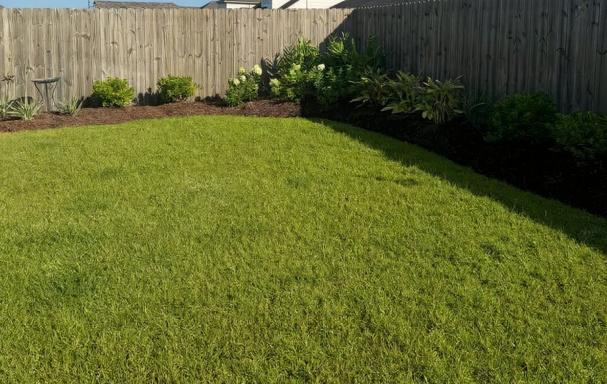 A freshly mowed, healthy green lawn bordered by neatly mulched landscape beds with shrubs, hydrangeas, and ornamental plants along a wooden privacy fence. Completed lawn care and landscaping work in a residential backyar