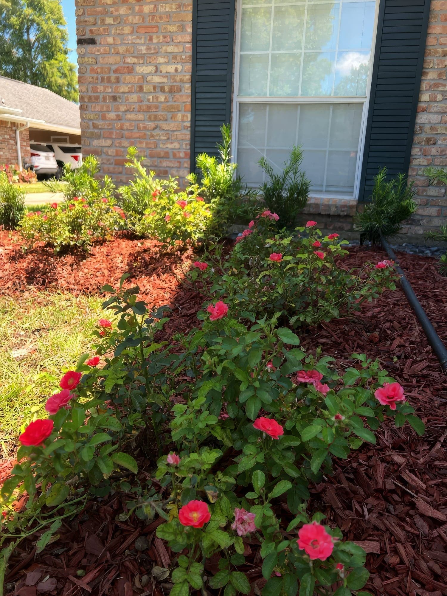 Knockout roses and young evergreens in a fresh red mulch bed against a brick home