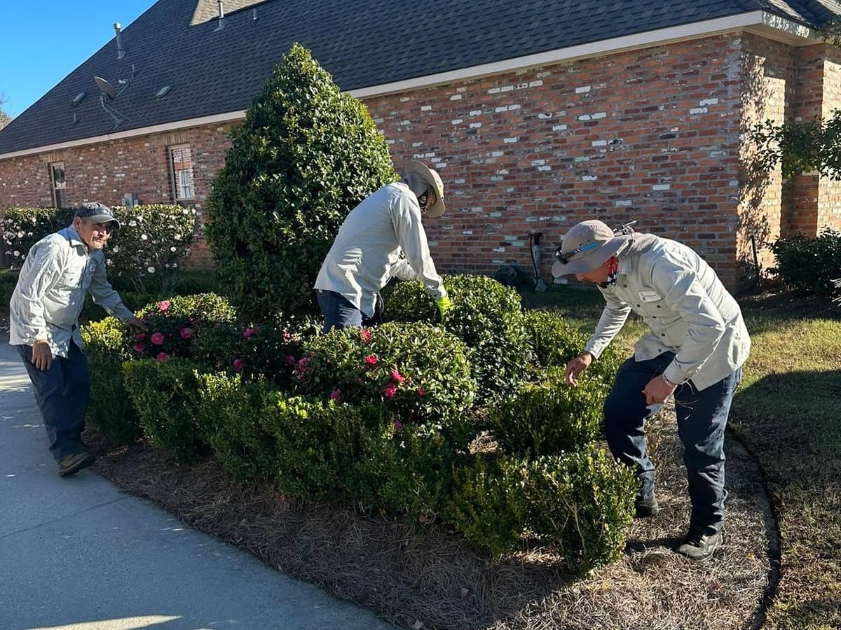 Three Hernandez Lawnscape crew members trimming shrubs and camellias in a mulched bed beside a brick home
